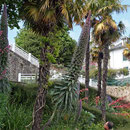 Echium pininana