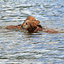 Süßwasserschwimmen im Lac de Bosméléac