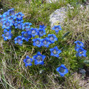 Gentianes occidentales en pleine floraison