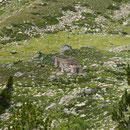 La superbe cabane réhabilitée du berger