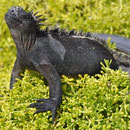 Meeresleguan 