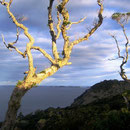 Whangaruru North Head