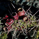 Kaktusfrucht