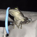 Frosch auf dem Duschvorhang - Spanner?