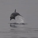 Delfin