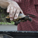 Unterwegs wird eine Schildkröte auf der Strasse gerettet