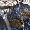 Landleguan