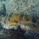 Kugelfisch