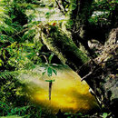 Rainforest