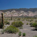 Nationalpark Los Cardones (Kandelaberkakteen)