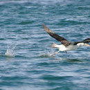 Albatros auf dem Weg zur Isla de Pingüinos