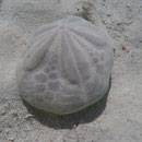 Seeigel