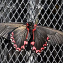 Prächtiger Schmetterling