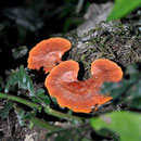 Schöner Pilz