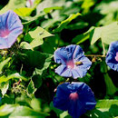 Blumen