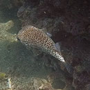 Kugelfisch