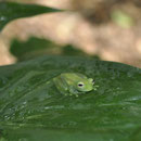 Glasfrosch; Baumsteigerfrösche