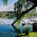 Lake Tutira