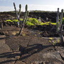 Lavafeld Punta Morena