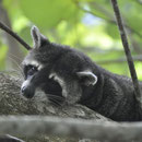 Waschbär
