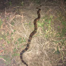 Königsboa/Boa Constrictor, Würgeschlange. Auf dem Nachtspaziergang angetroffen