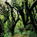 Green Forest