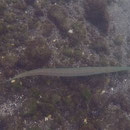 Flötenfisch