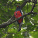Schieferschwanztrogon