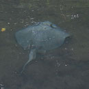Manta
