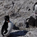 Rockjumper Pinguine