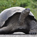 Galapagos Riesenschildkröte
