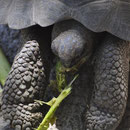 Galapagos Landschildkröte