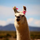 Lama mit Ohrschmuck