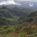 Yungas