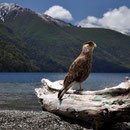 Caracara am Lago Currhue, P.N. Lanin