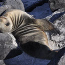 Seelöwe