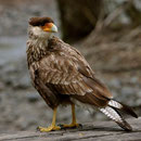 Caracara