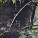 Night Noisy Monkey