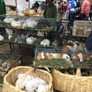 Markt in Saquisili