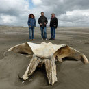 Walschädel am Strand