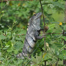 Schwarzer Leguan