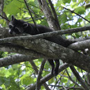 Waschbär