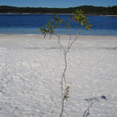 Glasklare Seen auf Fraser Island
