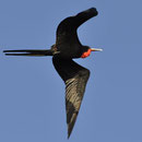 Fregattvogel