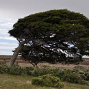 Patagonischer Wind...