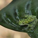 Laubfrosch; engl. Palmer's Tree Frog
