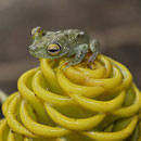 Laubfrosch auf einer "Ananasingwer"