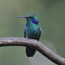 Kolibri