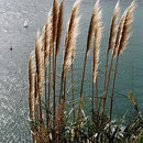 Sicht vom Mt Maunganui