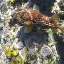Kugelfisch